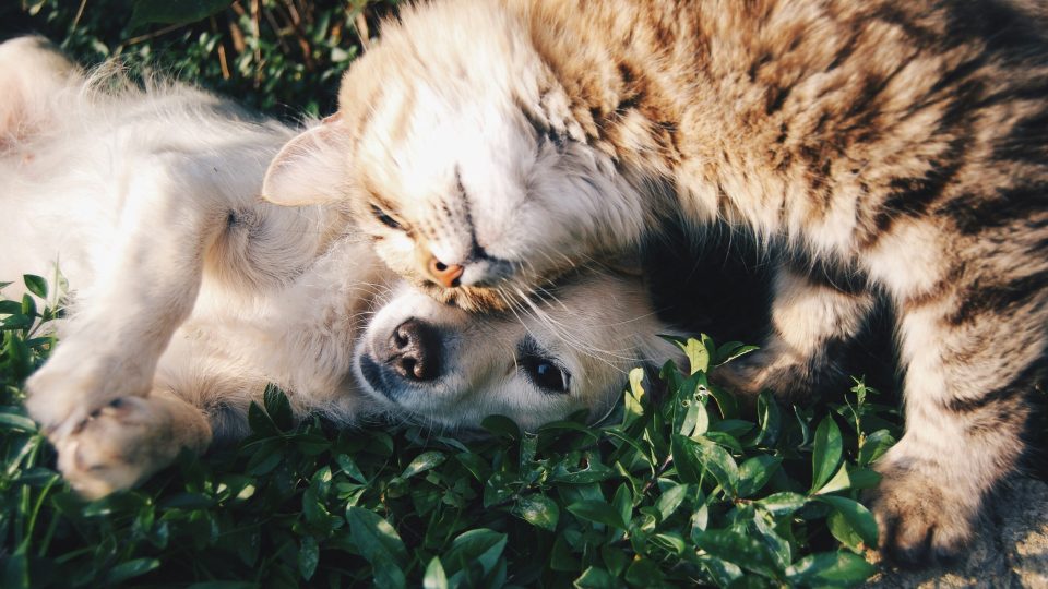 white dog and gray cat hugging each other on grass